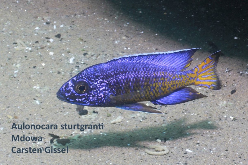 Aulonocara stuartgranti 'Mdowa'